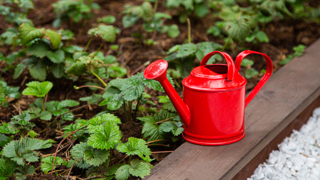 How to Create a Low-Maintenance Garden