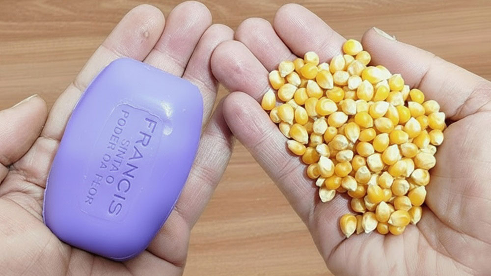 Why You Should Mix Popcorn With Soap — A Simple Pest-Free Hack!
