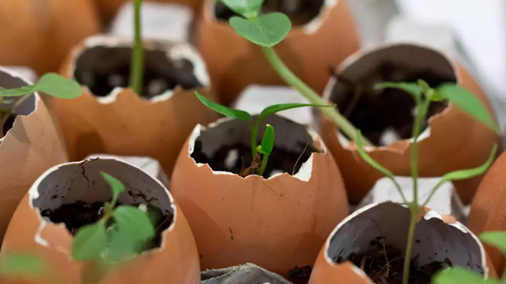 What To Do With Eggshells Instead Of Throwing Them Out — Genius!